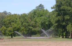 la criolla